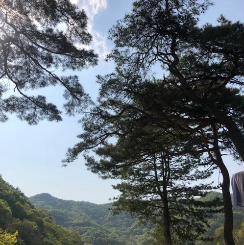 망고
