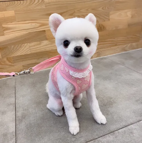 울가족
