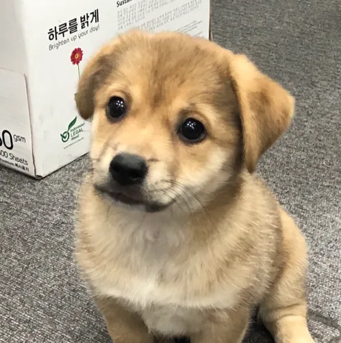 코코냐냐