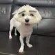 podo
