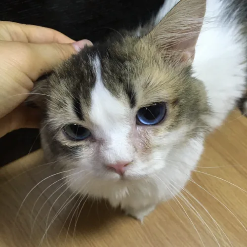 덕구바봉