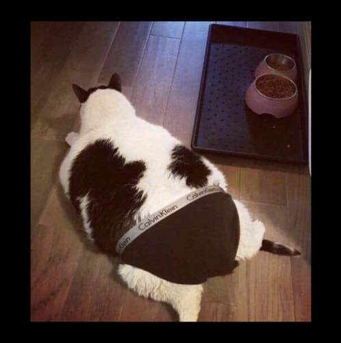 스크루우지