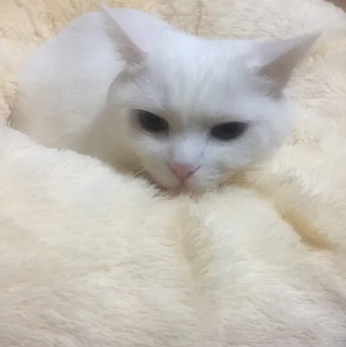 chloe