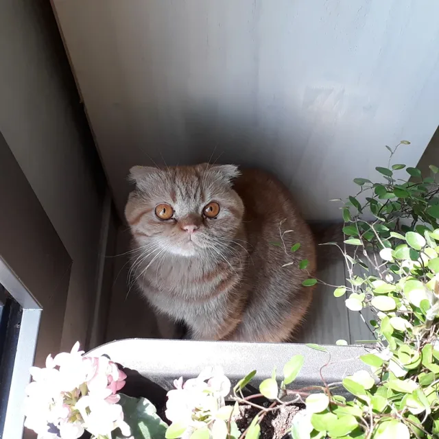 참치
