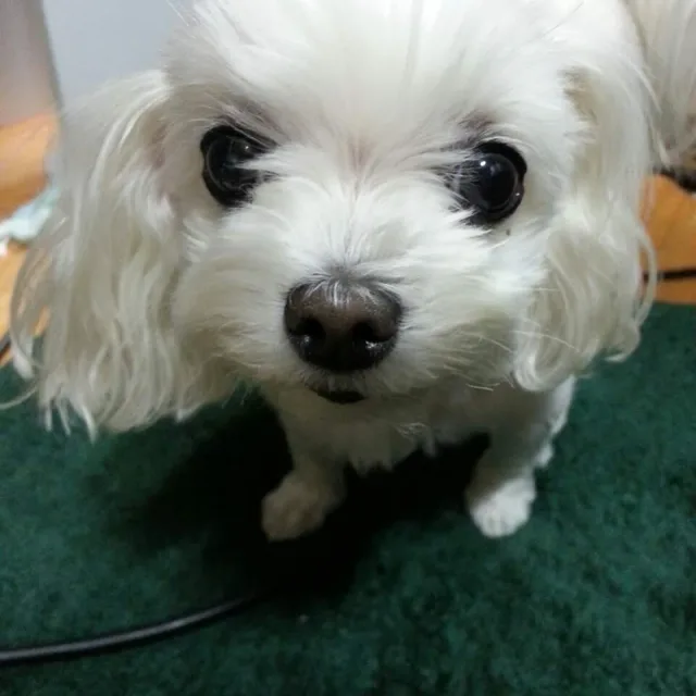 키위맘