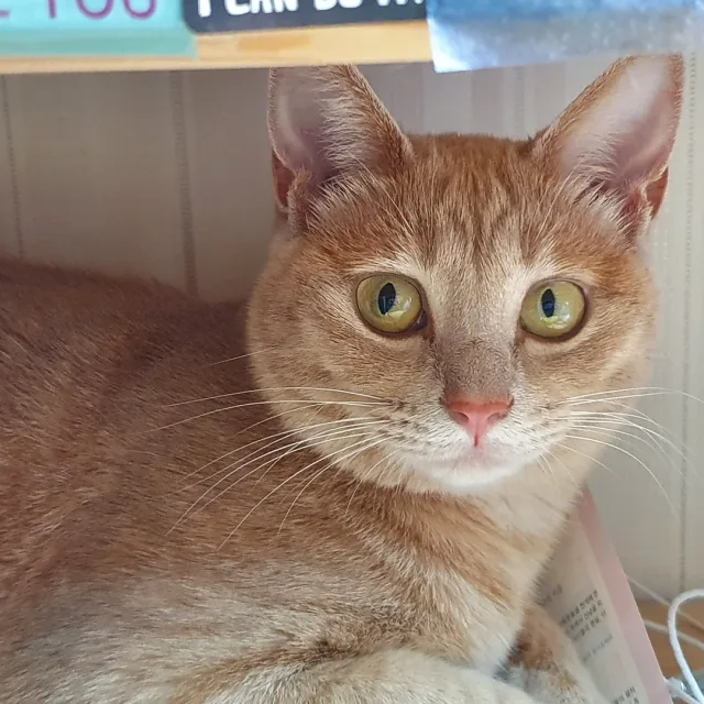 강냉이