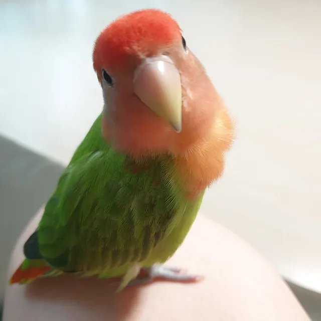 윤은담