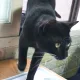하늘고양이