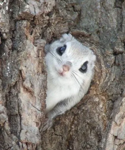 바니바니