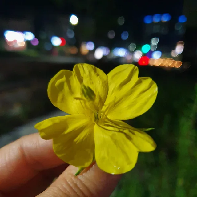 열무