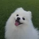 토토