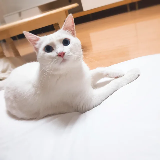 스티치