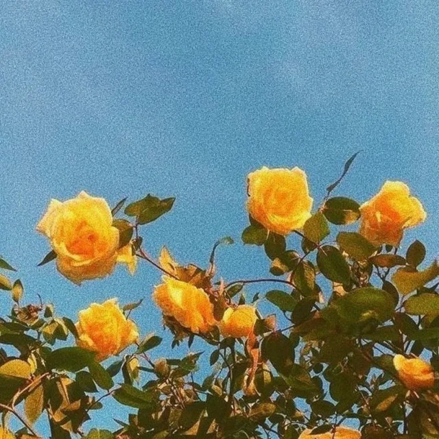당근이사자요