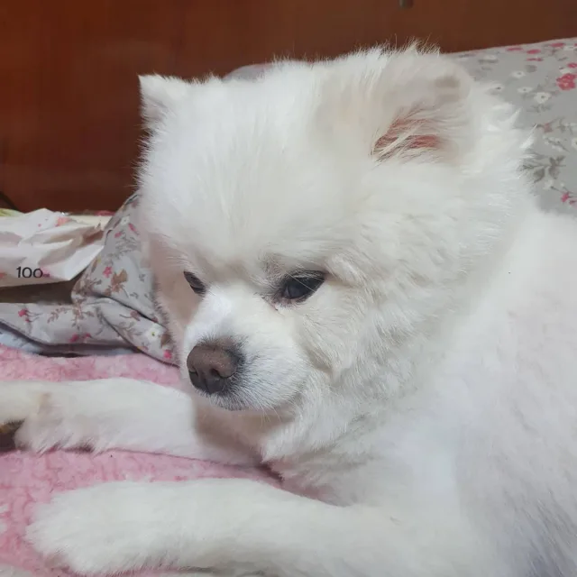 라임