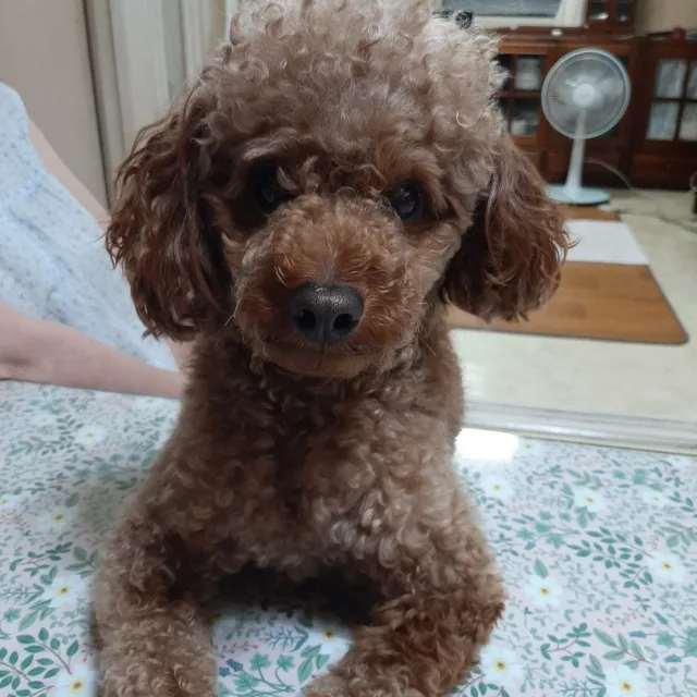 행복이
