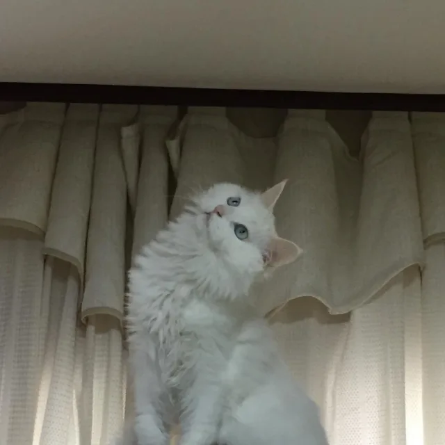 콩지맘