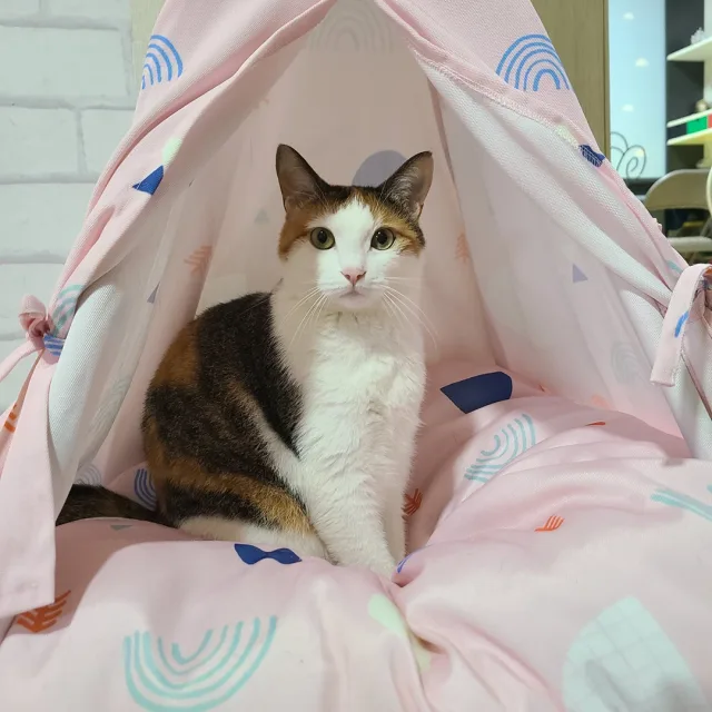 하루