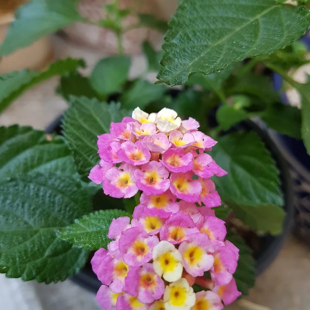 당근이에