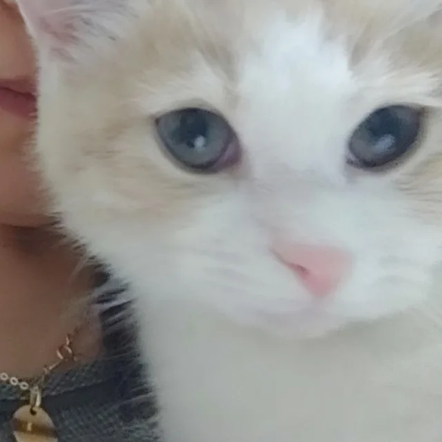 콩딱지