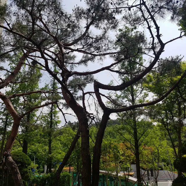 아자씨