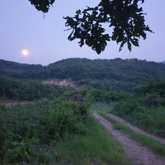 레몬아빠