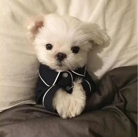 꽥꽥