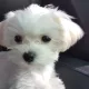 몽망잉