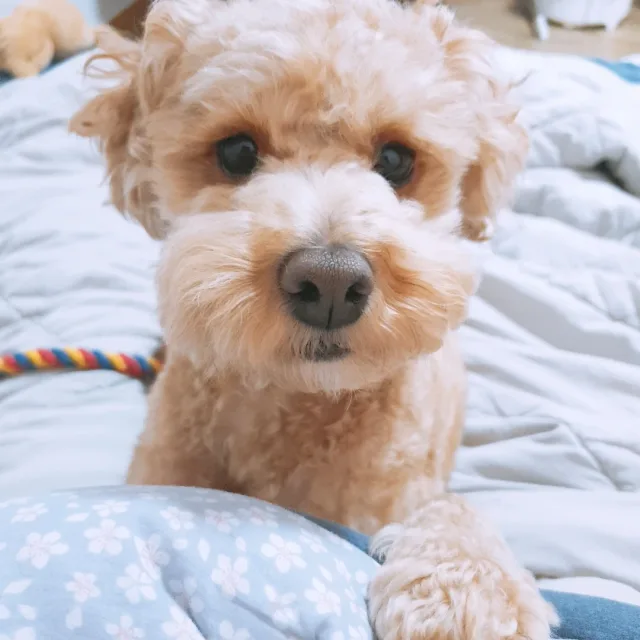 봉봉2