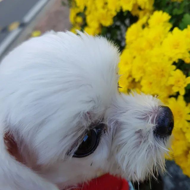 보고파