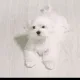 탱구