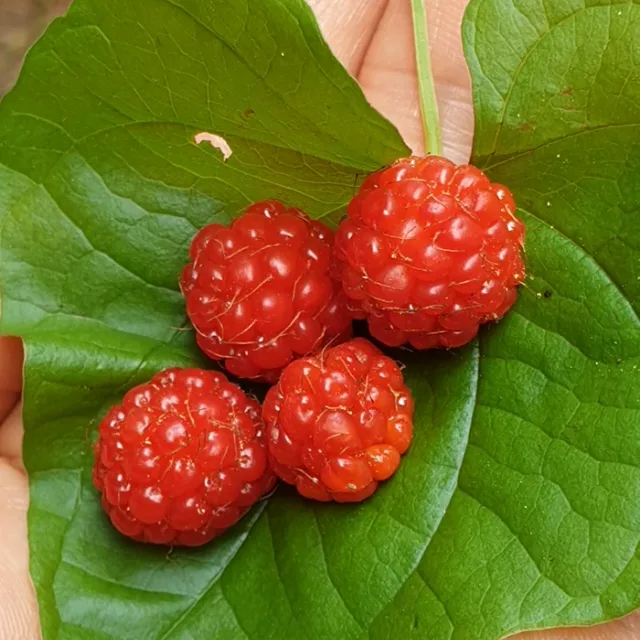 스파게티
