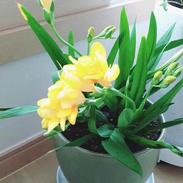 프리지아