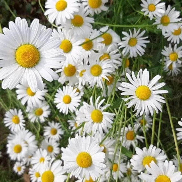 꼬까신