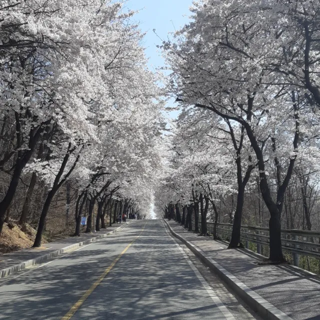 안여사님