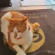 gil