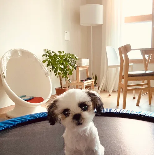 미미