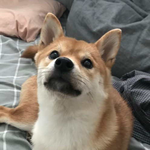 밤이