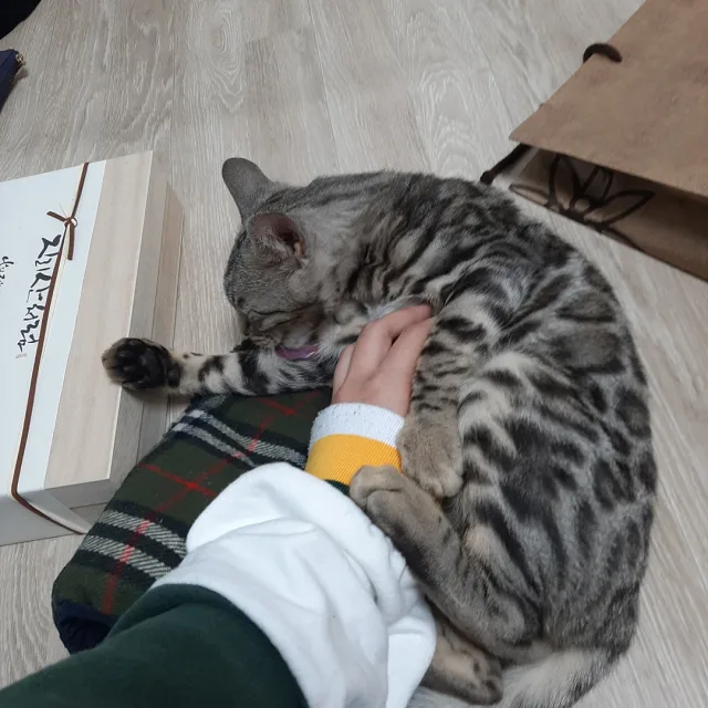 야옹