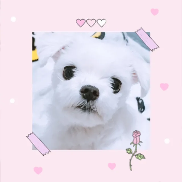 yuki