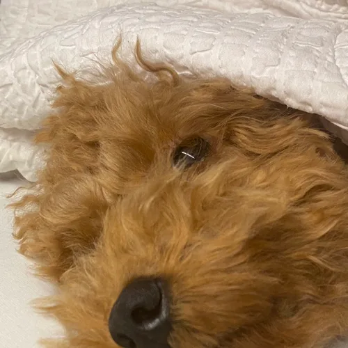 오디2