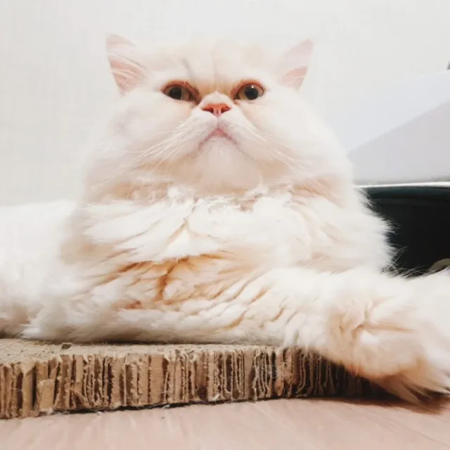송죽동송이네