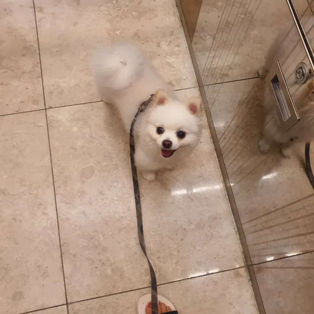 마요