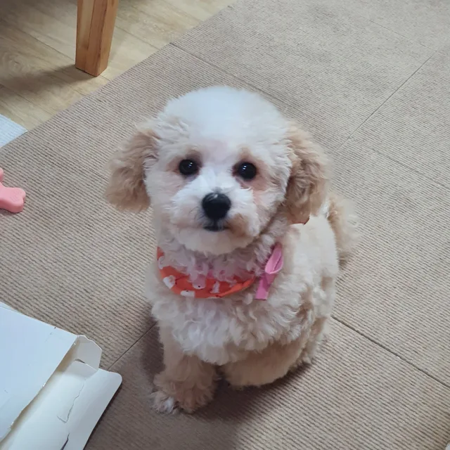 또또치치