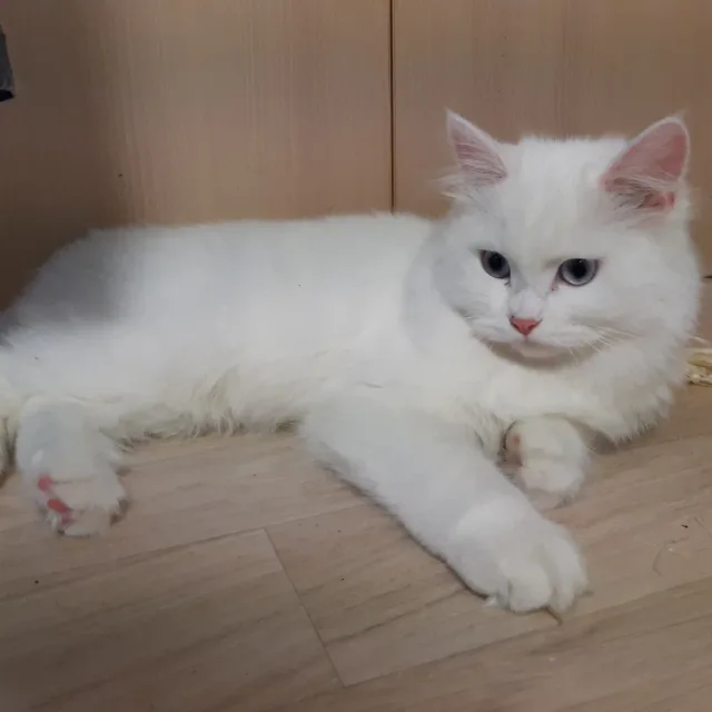 공간코디