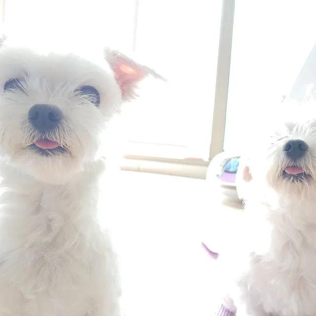 별뽀