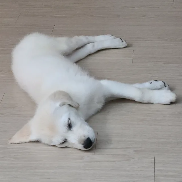 안녕마켓러