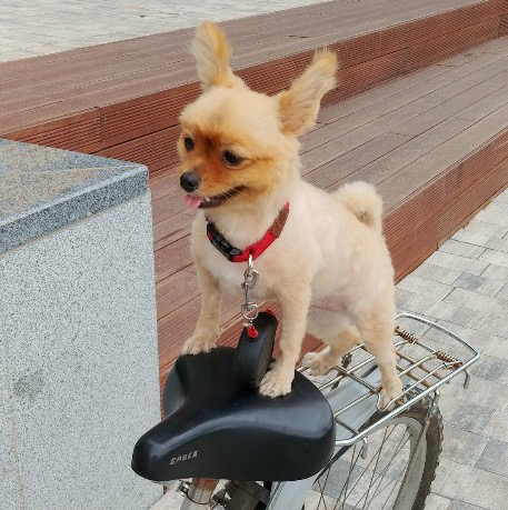 피쉬파파