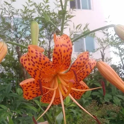 나야나