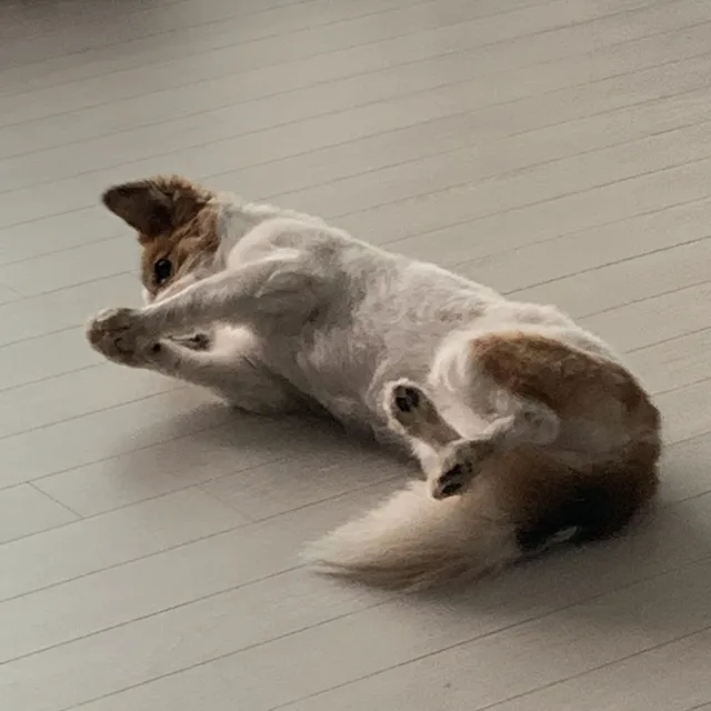 디디