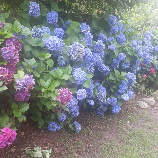 보라도리